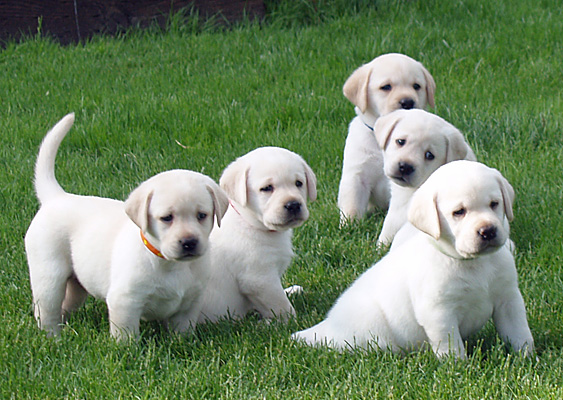 blonde labs for sale